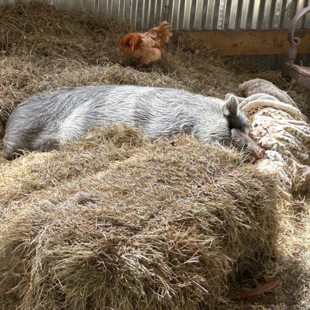 Meet your Posher, Farm Gals Animal Ministry - Picture 7 of 14